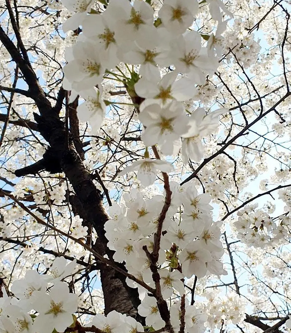 Hongik University Sinchon Sirince Seoul South Korea